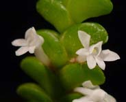 Angraecum distichum closeup